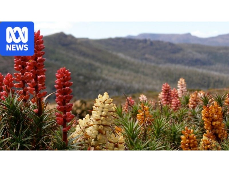 What is Australia’s most amazing wildflower? Vote now – ABC News