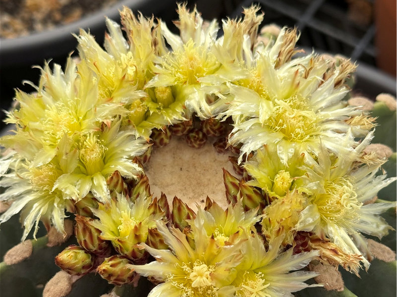 VIP media invitation to cactus and succulent show