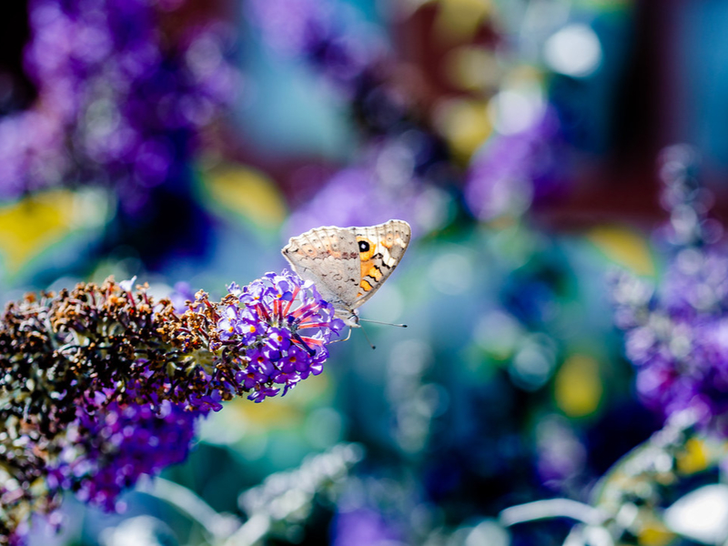 Butterflies worldwide are on the move as the climate warmsMonash University