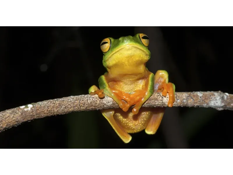 Australia’s frogs need your help – FrogID