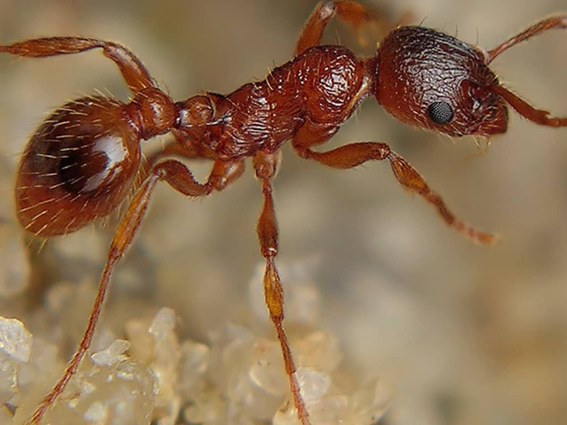 Invasive ants