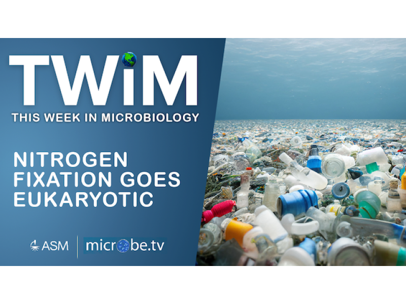 Nitrogen Fixation Goes Eukaryotic | ASM.org