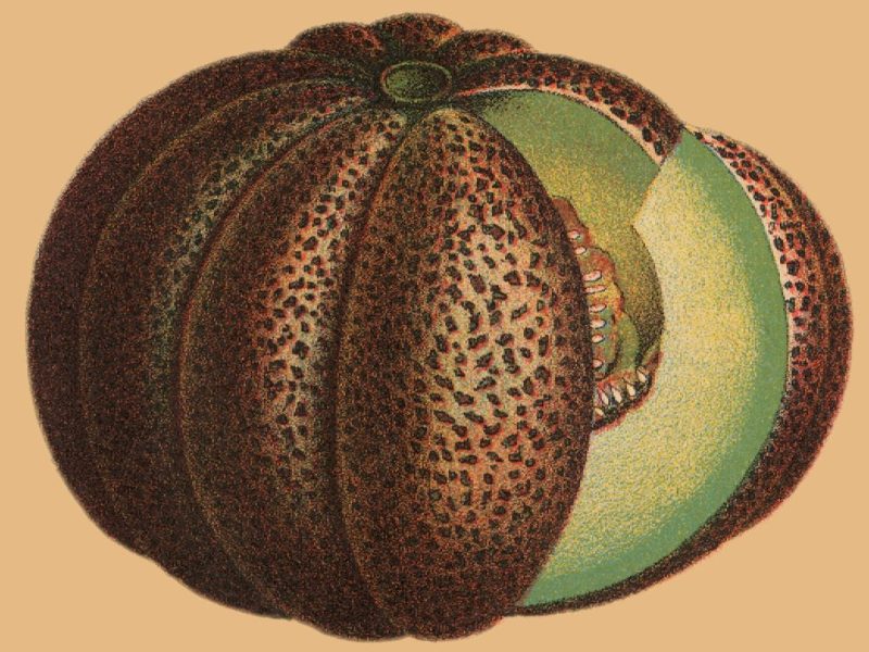 What Happened to Montreal’s Legendary Melon?