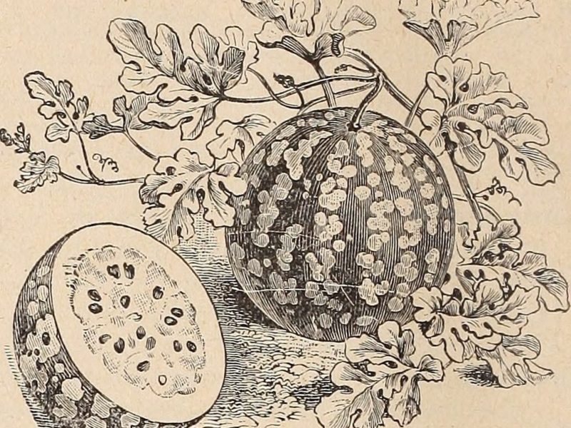Here’s What the Watermelon Was Up to Before It Tasted Good