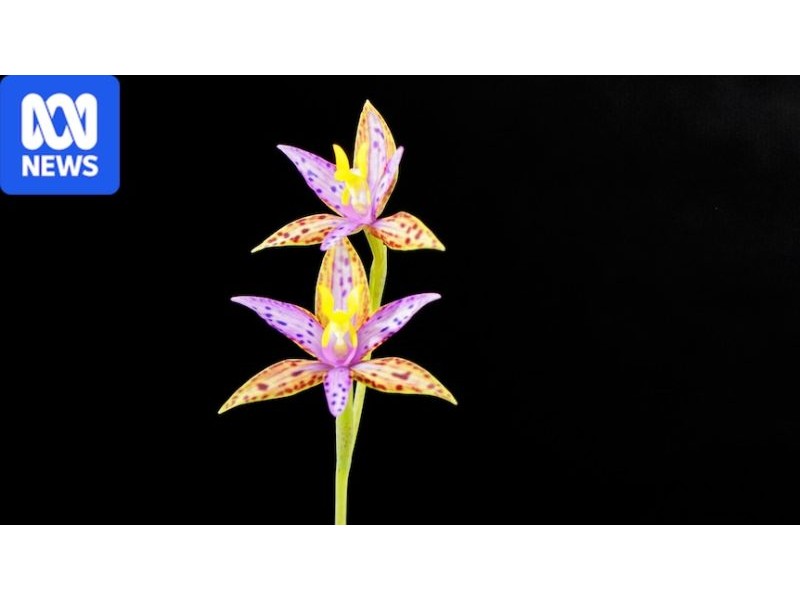 Cloning technique could save rare Queen of Sheba flower from extinction - ABC News