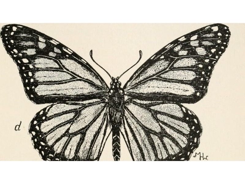 Getting Their Wings  – by Sandra Knauf – Greenwoman
