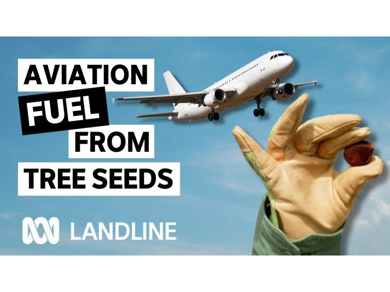 Why farmers are planting oil trees on grazing land | Landline | ABC iview – YouTube