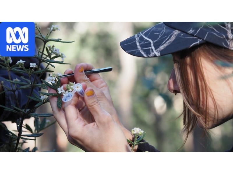 Can 'plant IVF' save an endangered shrub? These scientists are on a mission to find out - ABC News