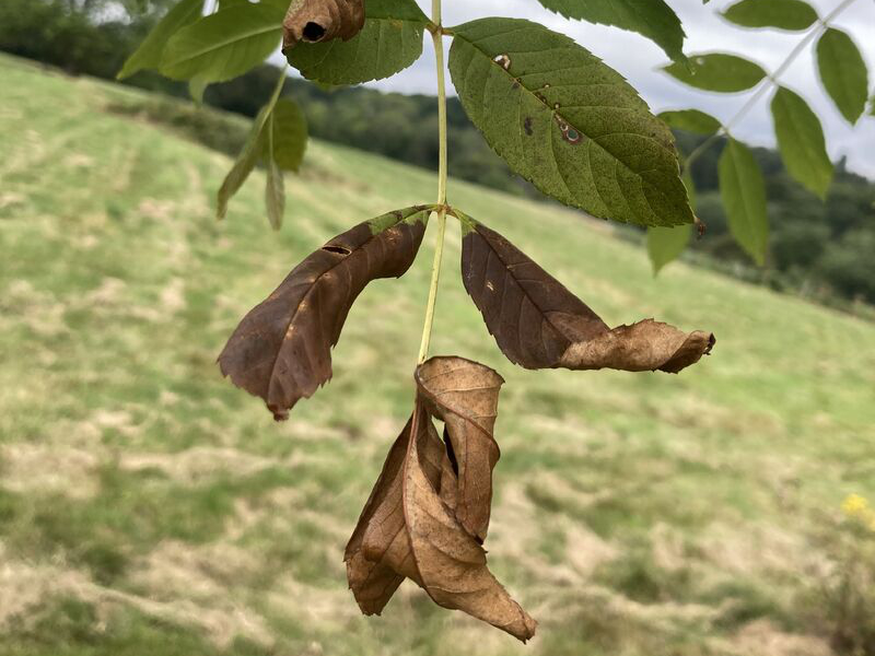 New research on ash dieback in the UK