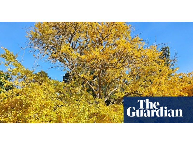 Gums, ginkgos and a golden wych elm: which will win Victoria’s tree of the year? | Victoria | The Guardian