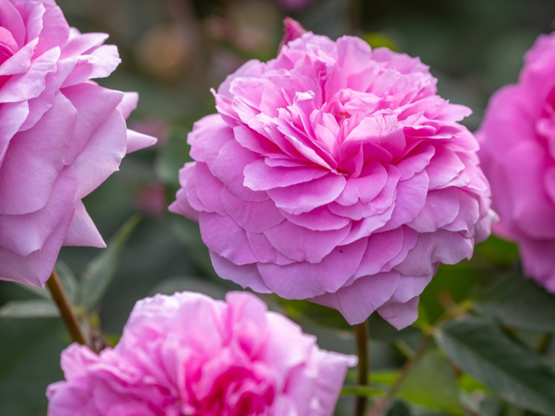 Fragrance Spotlight: Old Rose Scented Roses