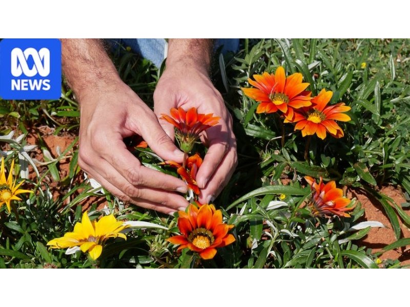 Solutions trialled to kill gazanias and help farmers reclaim paddocks – ABC News