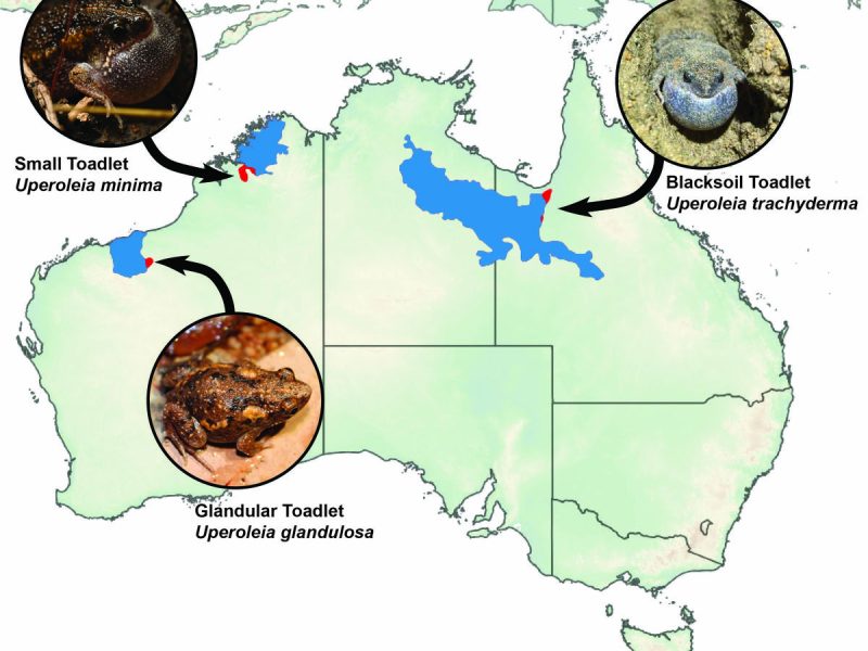 Updating our understanding of Australian frog distributions: Version 4 of the Australian Frog Atlas - The Australian Museum Blog