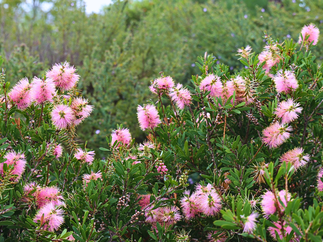 Plants for an Australian native grassy wildflower meadow