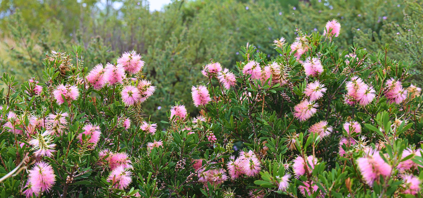 Sweet Burst Callistemon with soft pink flowers