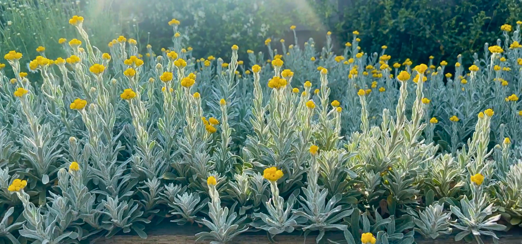 Aussie Reflection Chrysocephalum with silver foliage and yellow button flowers