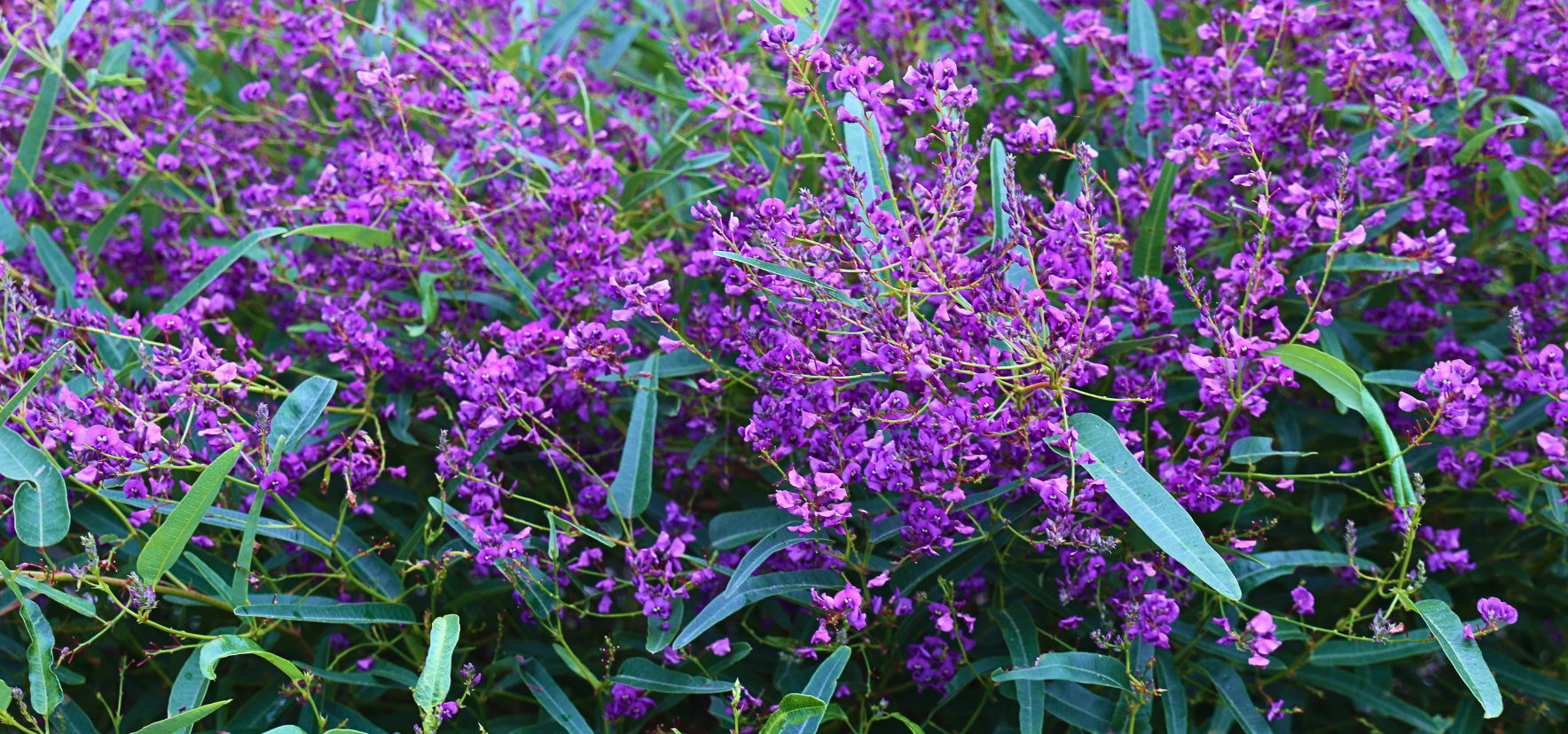 Meema Hardenbergia covered in purple flowers