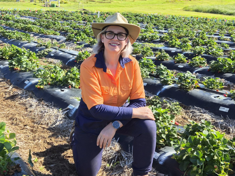 Free HMAA Webinar – Breeding a Better Strawberry: Inside Australia’s Strawberry Breeding Program