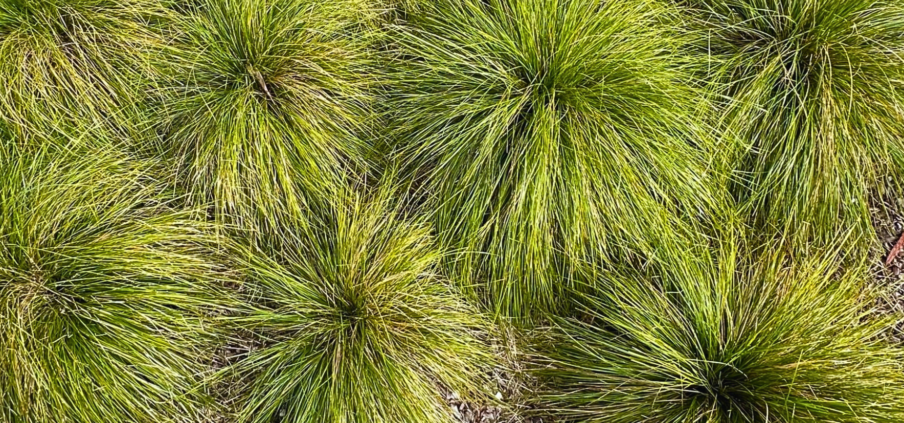 Dense green tussocks of Lady Tanika Lomandra