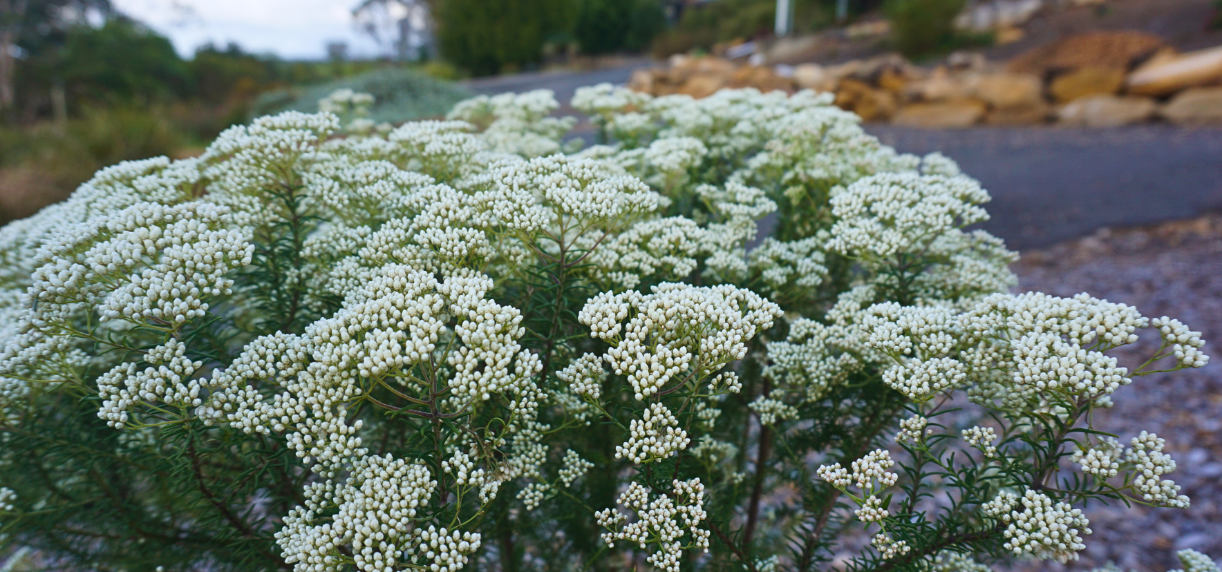 White Horse Ozothamnus with masses of white flower buds