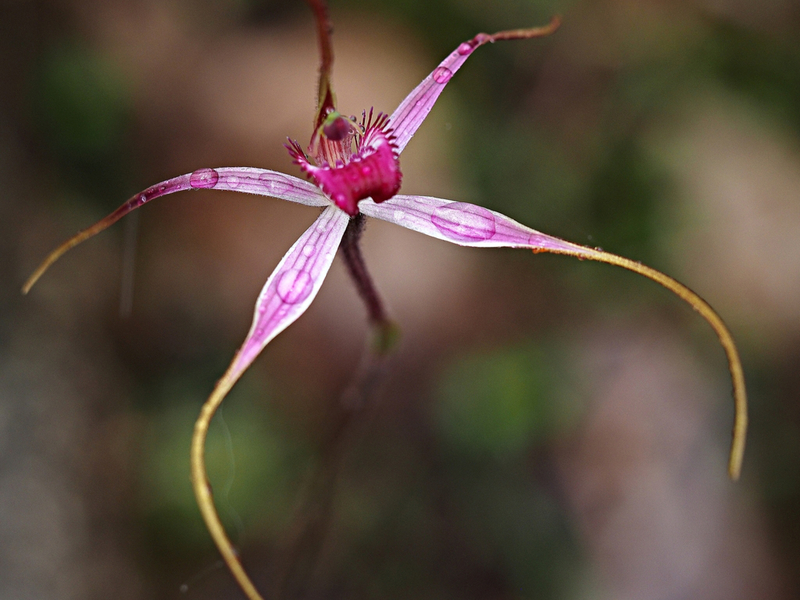 Updated Species List tool now live – Atlas of Living Australia