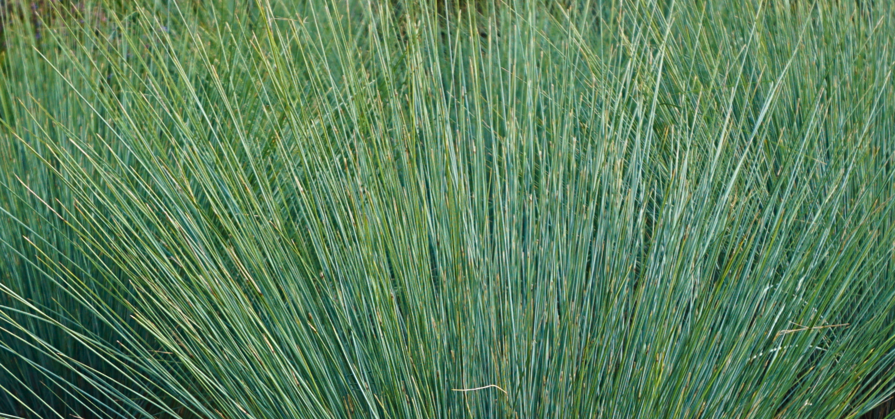 Fine deep blue foliage of Eskdale Blue Poa