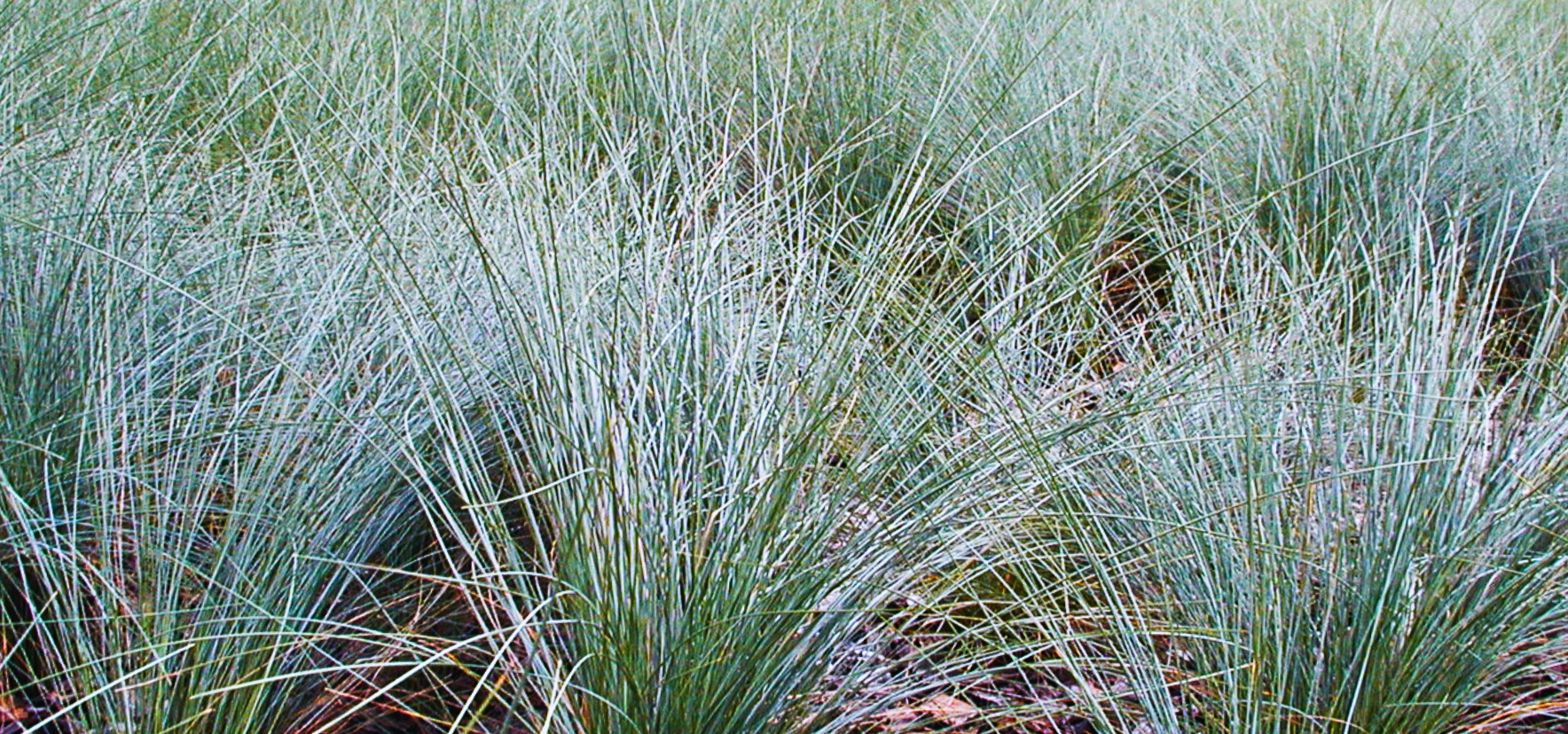 Blue-green arching tussocks of Kingsdale Poa