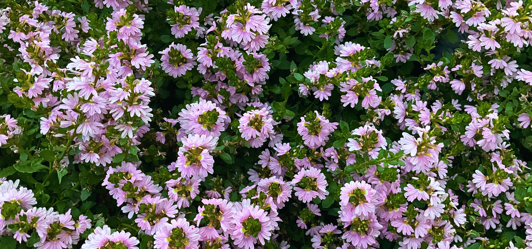 Pink Fusion Scaevola with masses of pink fan-shaped flowers