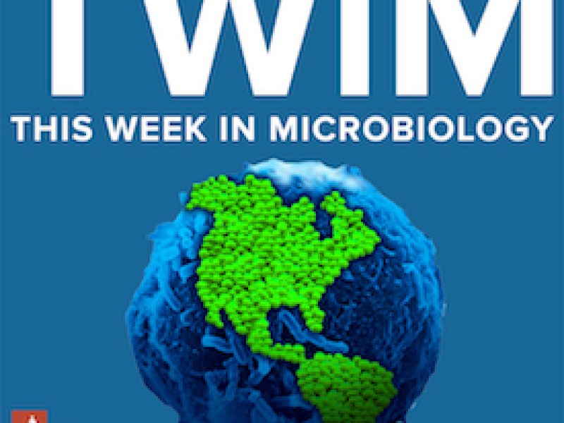 When Gut Bacteria Share Chromosomes | ASM.org