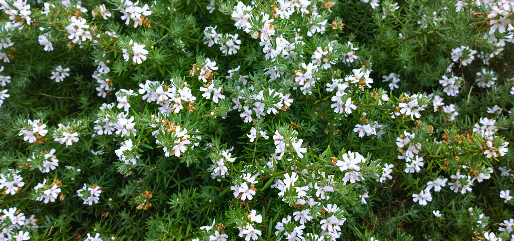 Low Horizon Westringia with fine green foliage and small white flowers