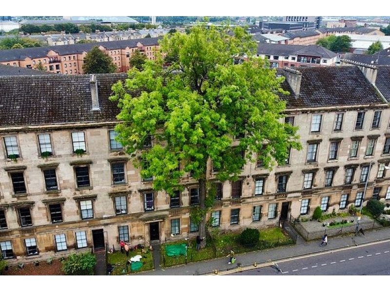 Argyle Street Ash Tree in Finnieston – Atlas Obscura