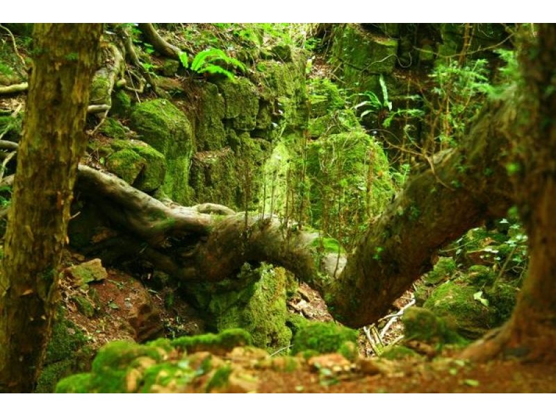 The Mysterious Puzzlewood Coleford: Visitor Guide