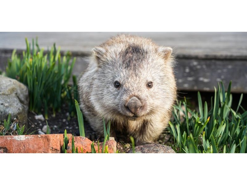 Your house may be a haven for wildlife. It’s time we design homes with nature in mind