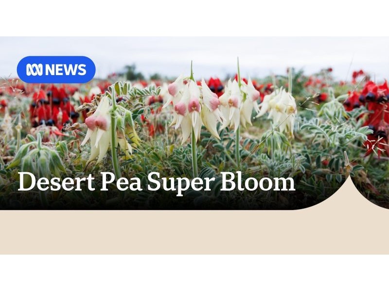 Sturt desert pea ‘super bloom’ explodes in outback | ABC NEWS – YouTube