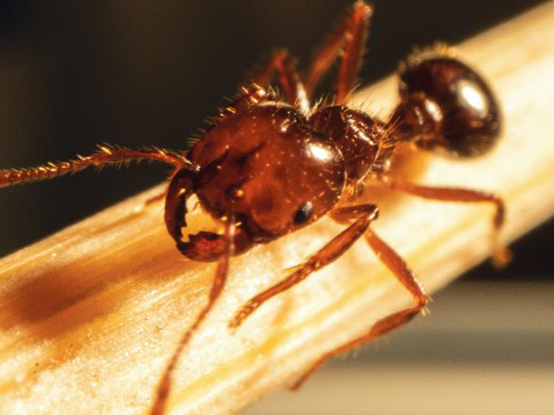 Behavioural science takes aim at fire ant threat