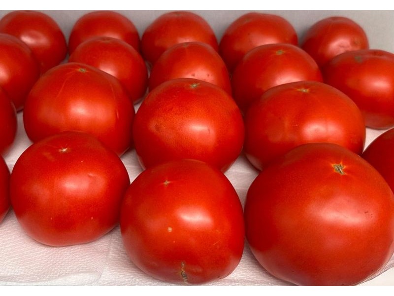 Tomatoes get flavour boost from green bin compost – News – The University of Queensland