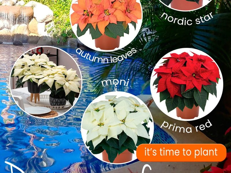 🌱 Four Dollar Deal! Poinsettias for affordable winter colour