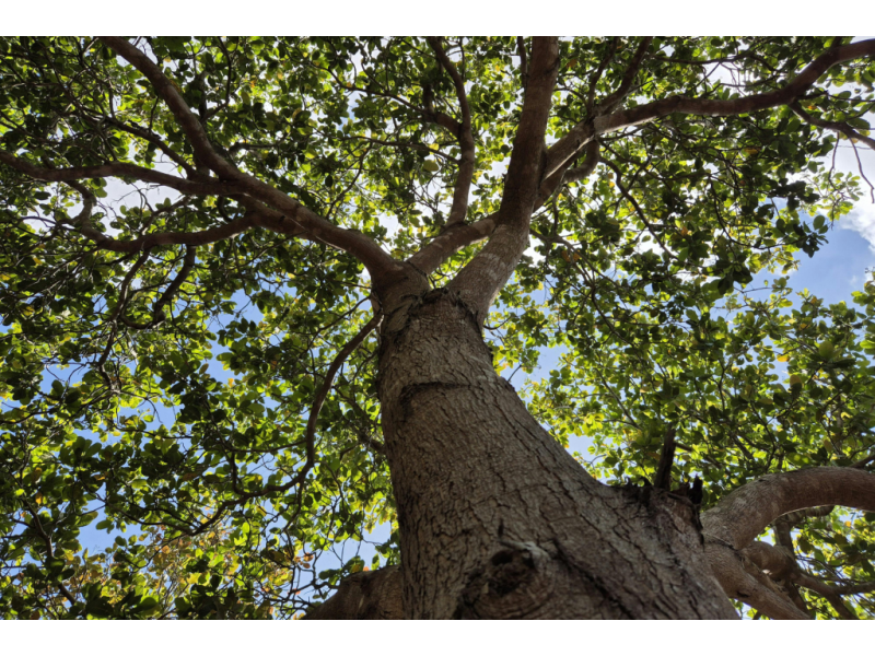 Geelong Botanic Garden’s tree named Tree of the Year