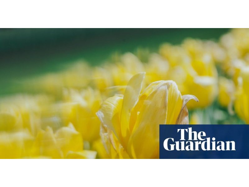 Blooming beautiful! The Tesselaar tulip festival – in pictures | Plants | The Guardian