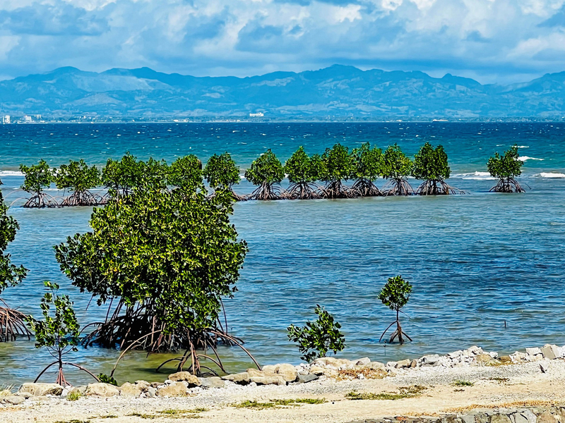 Wave โwindowsโ could save mangrove forests around the world – UNSW Sydney