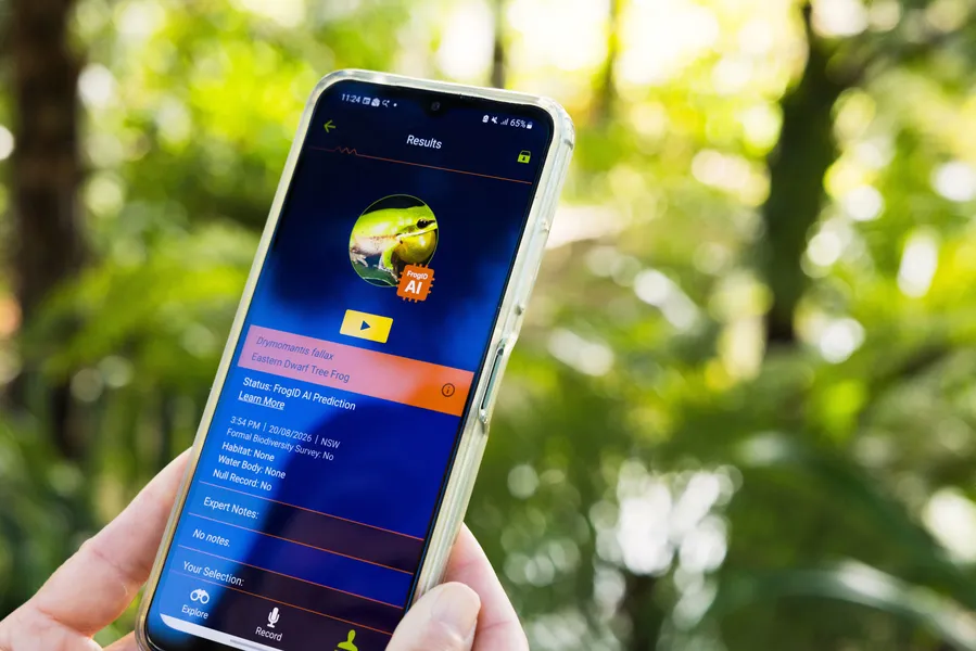 FrogID AI: Faster feedback on your frog recordings – FrogID