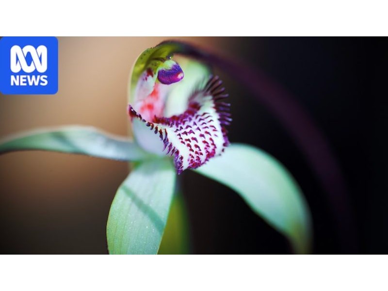 Orchid conservationists help photographers snap great pictures with minimal impact on native flora - ABC News