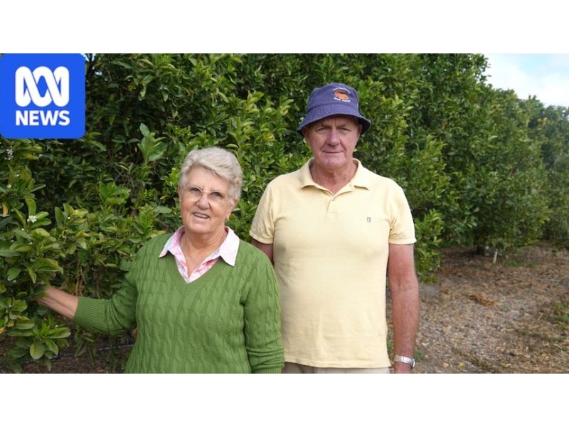 Australian citrus growers push for wider access to export to US - ABC News