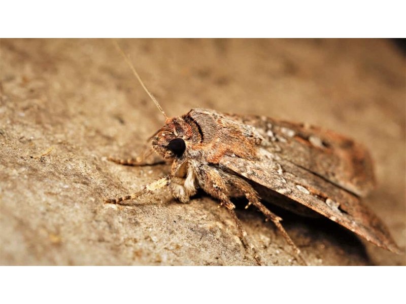 Bogong Moths swarming the east coast are exciting researchers | SBS News