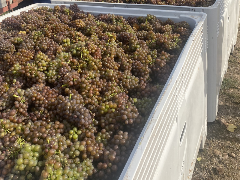 Solving the problem of smoke-tainted wine grapes