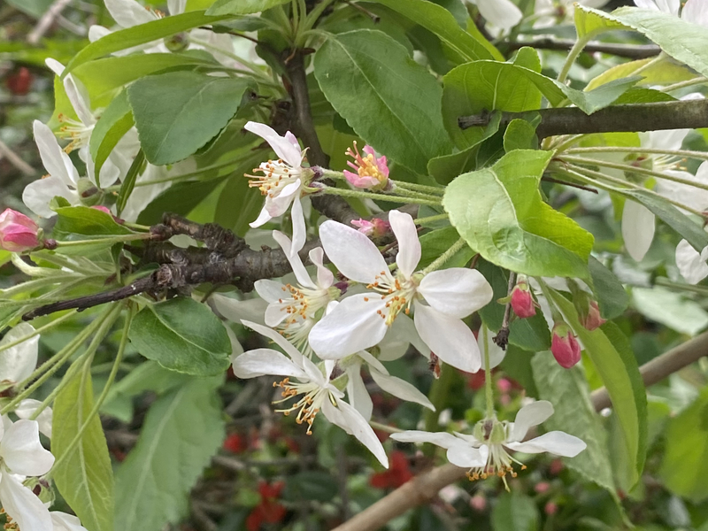 Plants May Switch Between Reproductive Strategies More Easily Than Thought