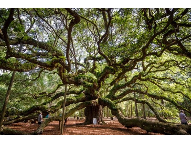The Angel Oak in Johns Island – Atlas Obscura
