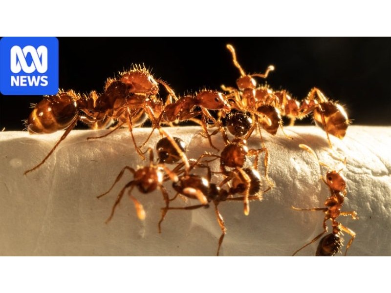 Invasive fire ant nest detected at logistics centre in Sydney’s inner west – ABC News