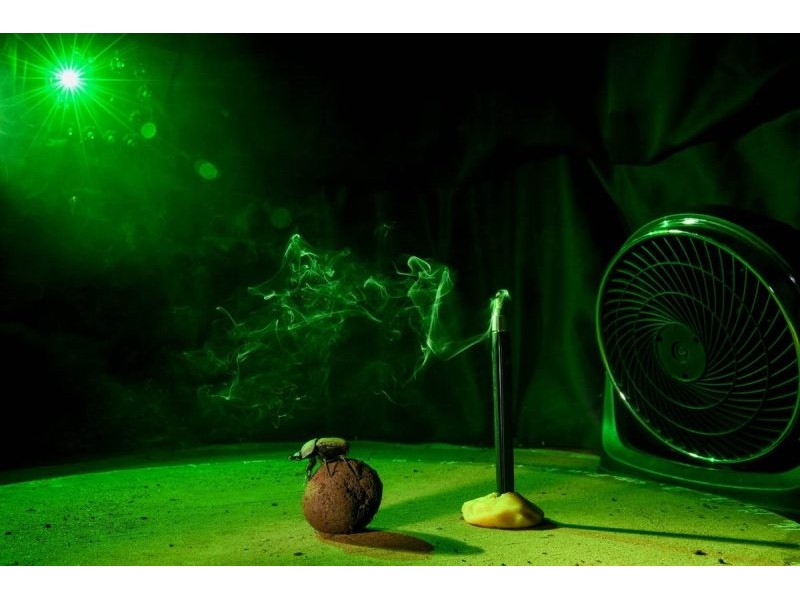 When the Sun Is High, Dung Beetles Navigate With the Wind – Atlas Obscura