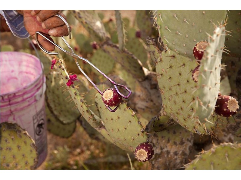 How an Arizonan Company Turns Cacti Into Candy - Gastro Obscura